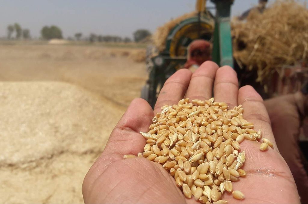 खलिहान में हाथ में गेहूं के कुछ दानें_पर्यावरण राजस्थान
