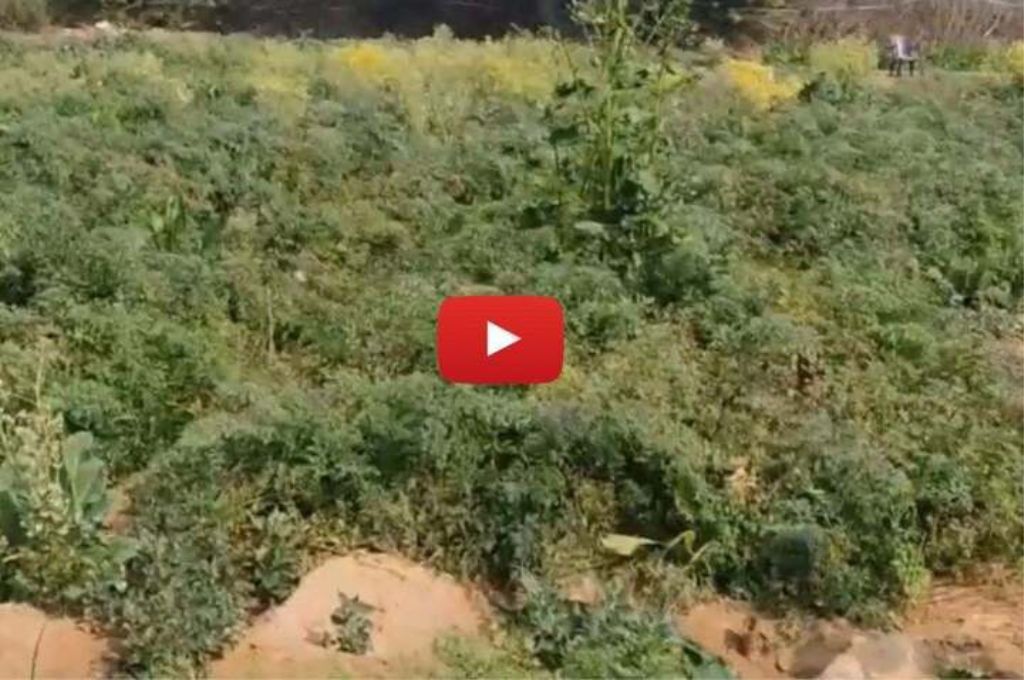 खेत में लगे कुछ सब्जियों के पौधे_ग्रामीण विकास