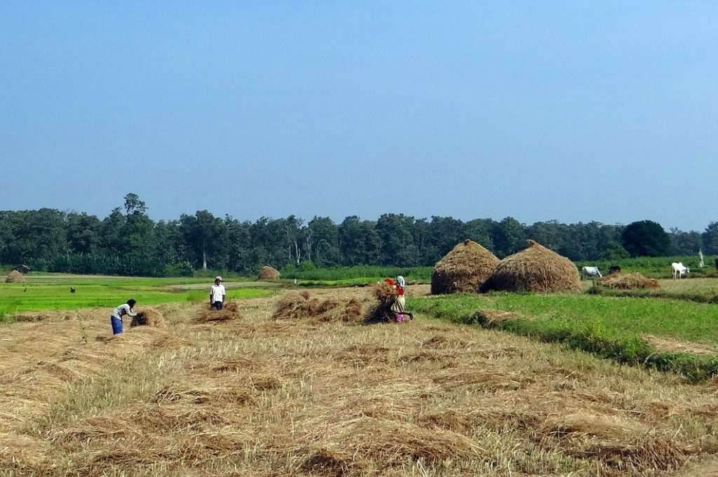 खेत में धान की फसल के साथ कुछ किसान_काला धान