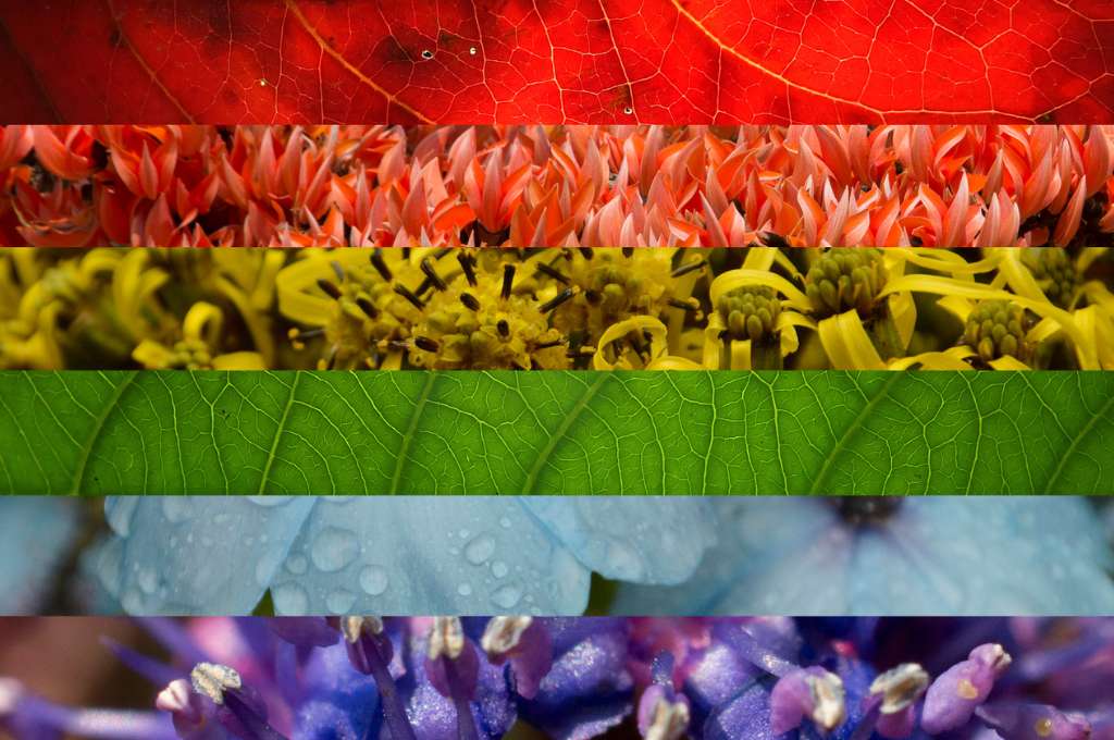 इंद्रधनुष के रंग_यौनिकता शब्दावली