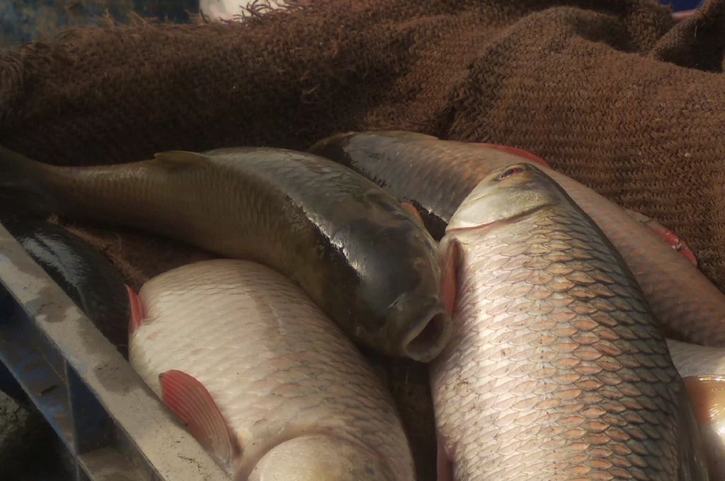 पकड़ी हुई मछलियां_प्रवासी मछुआरे