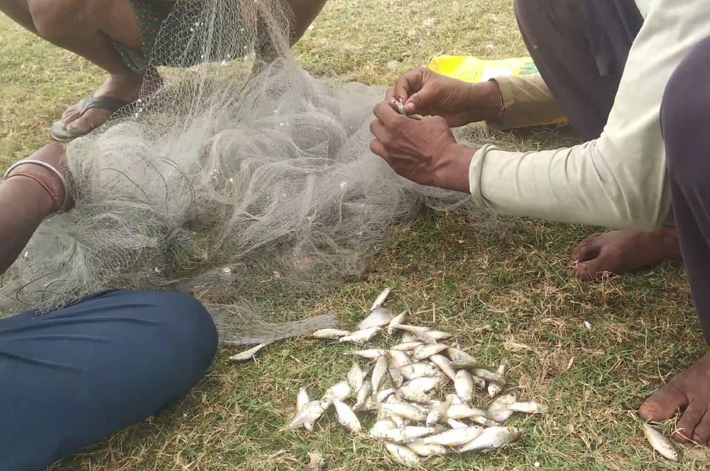 जाल से मछली बीनते लोग_प्रवासी मछुआरे