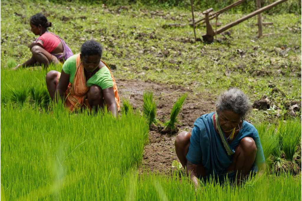 फ़सल काटती कुछ महिलायें_मिलेट किसान