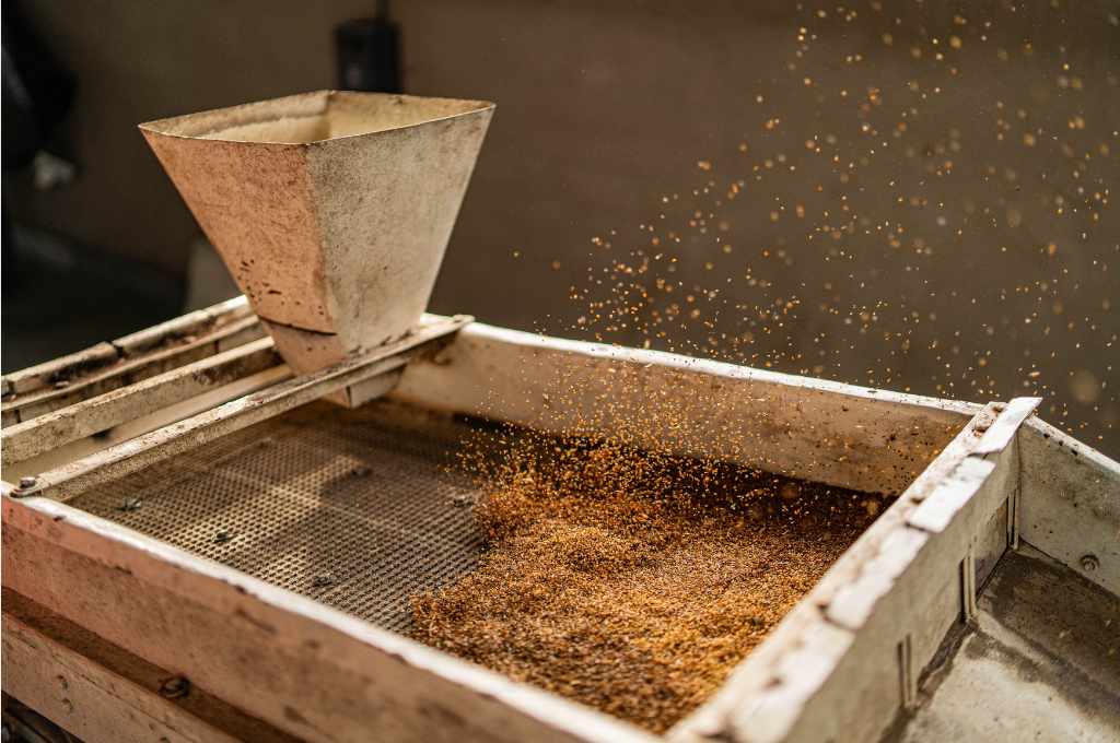 छलनी से प्रोसेस होता अनाज_मिलेट किसान 