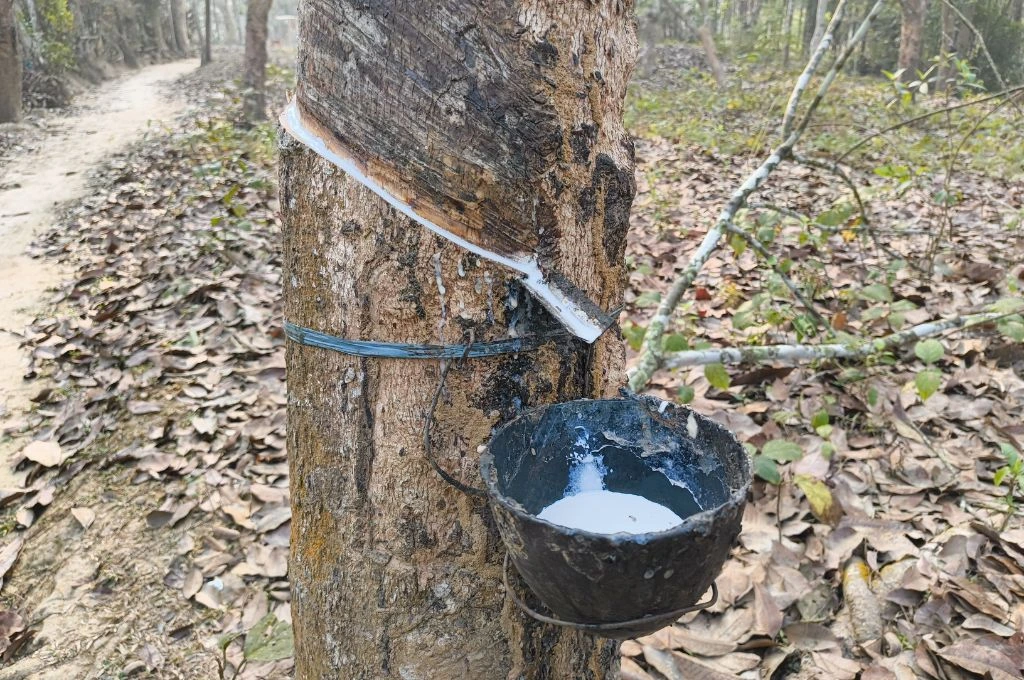 तस्वीर में लेटेक्स इकट्ठा करने के लिए प्लास्टिक का कटोरा दिख रहा है_गौर समुदाय