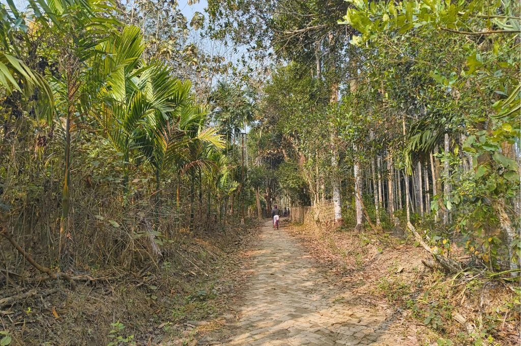 तस्वीर में पानीछड़ा से लगे हुए रबर के घने जंगल हैं_गौर समुदाय