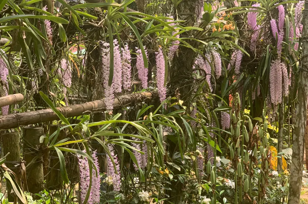 तस्वीर में पौधे और फूल दिख रहे हैं_कोपौ ऑर्किड