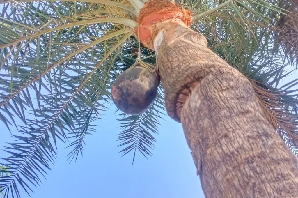 ताड़ के पेड़ की एक तस्वीर_ताड़ी