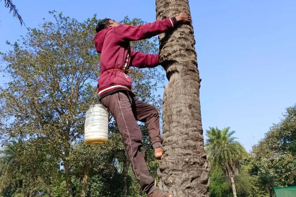 ताड़ के पेड़ पर ऊपर चढ़ते हुए एक व्यक्ति_ताड़ी