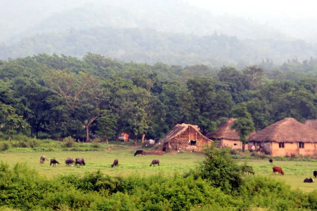 जंगल के पास बसी बस्ती और घास चरते पशु_वन अधिकार