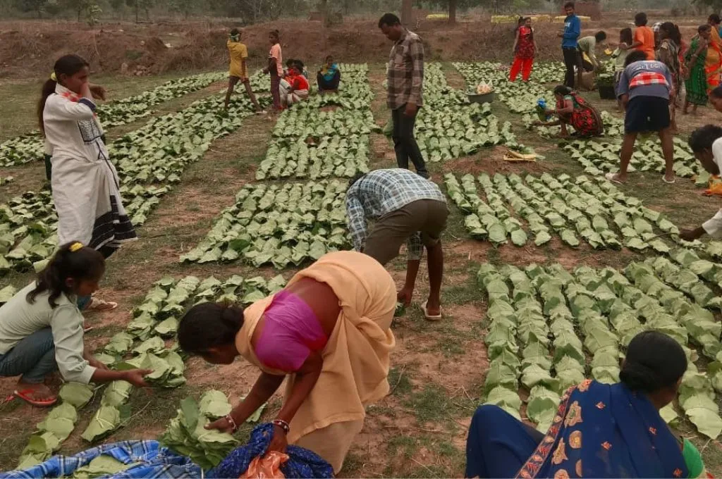 महिलाएं और पुरुष पत्ते छांटते हुए_कॉमन्स