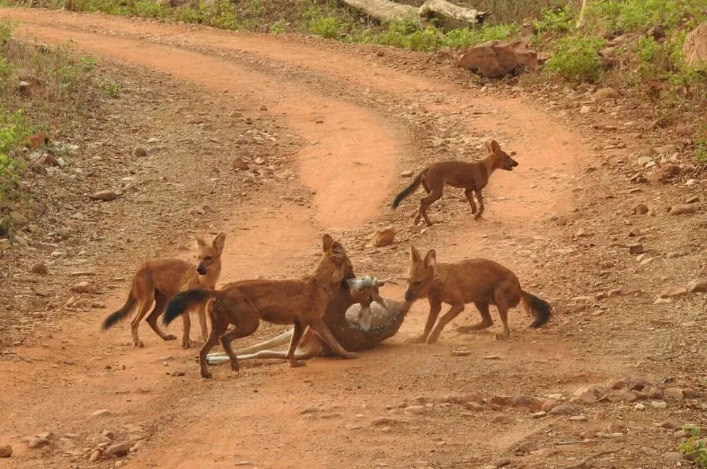 ढोल या जंगली कुत्ते शिकार करते हुए_मिथुन
