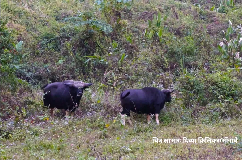 मिथुन क्या है और अरुणाचल के जंगलों में इसे लेकर तनाव क्यों बढ़ रहा है?