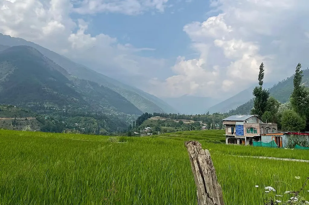 कश्मीर घाटी से क्यों गुम हो रहे हैं पारंपरिक धान के खेत और उनकी खुशबू?