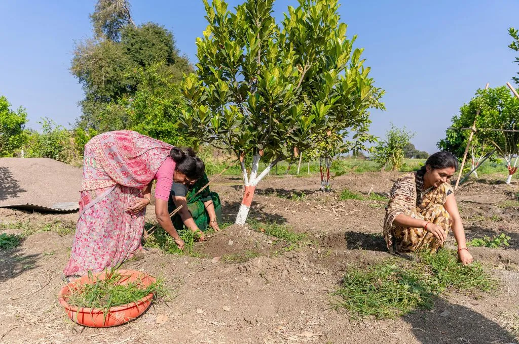 बगीचे में खर-पतवार निकालती तीन महिलाएं_कार्बन क्रेडिट